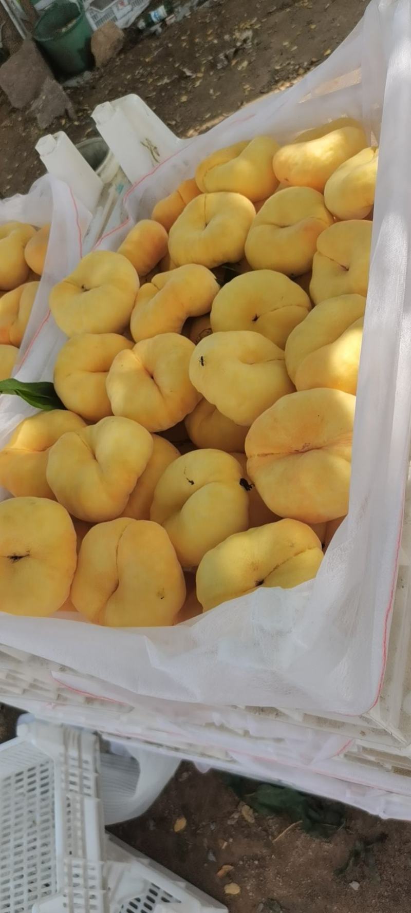 优选好货中潘十一大量上市精品果欢迎致电合作