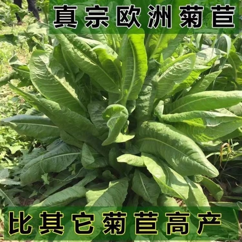 进口将军菊苣种子大叶菊苣多年生四季牧草种子猪牛羊鸡鸭鹅鱼