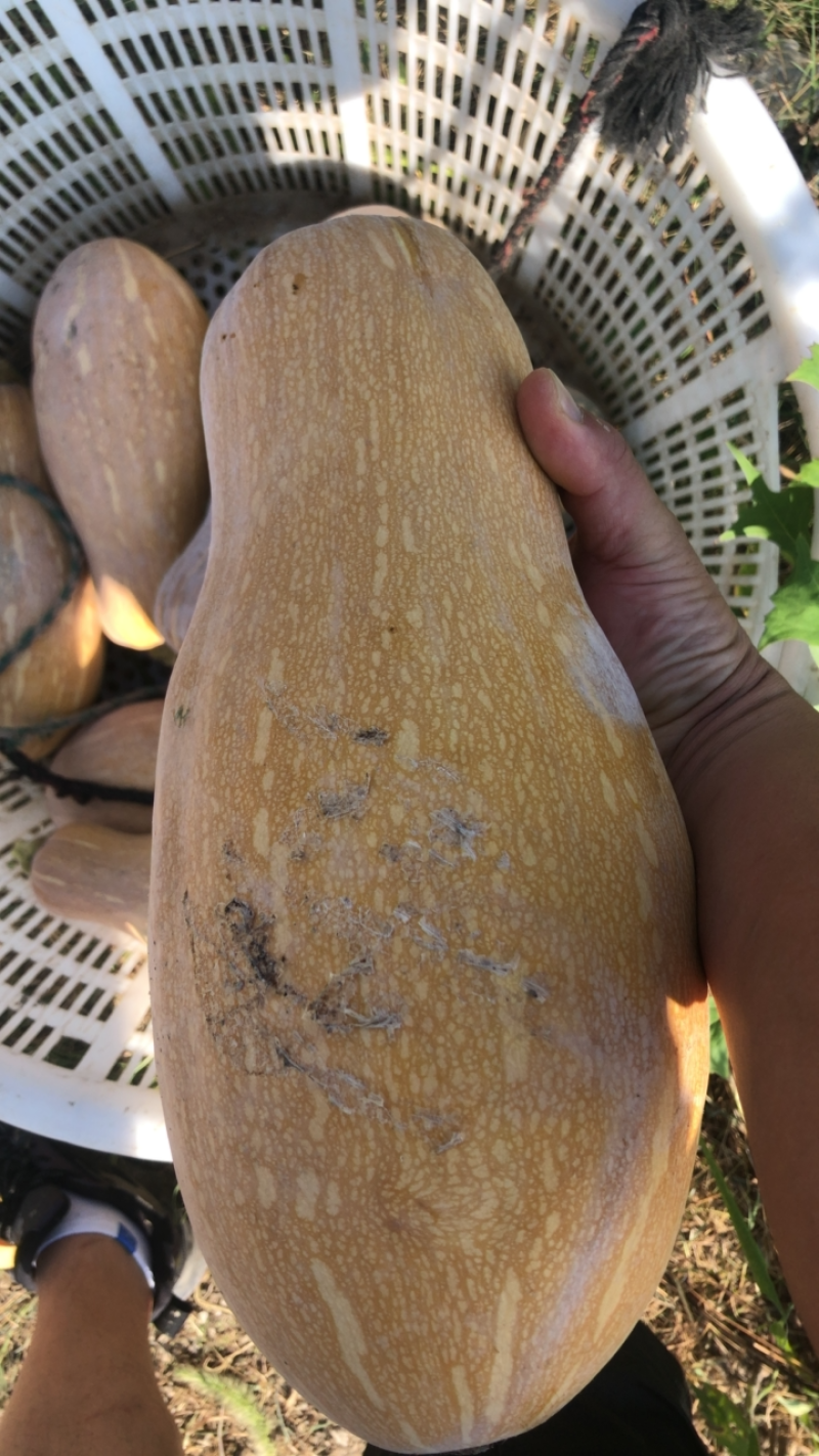 蜜本南瓜大量上市供应全国市场