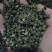 青花椒贵州青花椒，净椒干货批发特香特麻2024新货，