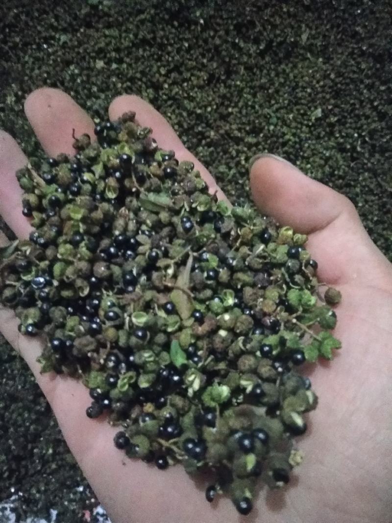 青花椒贵州青花椒，净椒干货批发特香特麻2024新货，