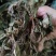 兔耳草正品中草药兔耳风整株干品无硫