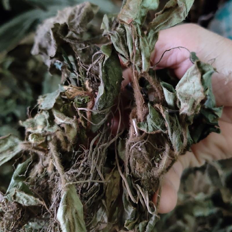兔耳草正品中草药兔耳风整株干品无硫