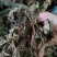兔耳草正品中草药兔耳风整株干品无硫