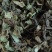 兔耳草正品中草药兔耳风整株干品无硫