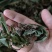 兔耳草正品中草药兔耳风整株干品无硫