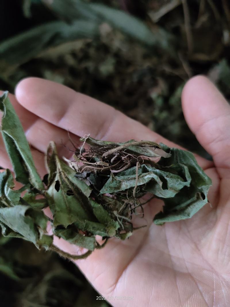 兔耳草正品中草药兔耳风整株干品无硫