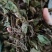 兔耳草正品中草药兔耳风整株干品无硫