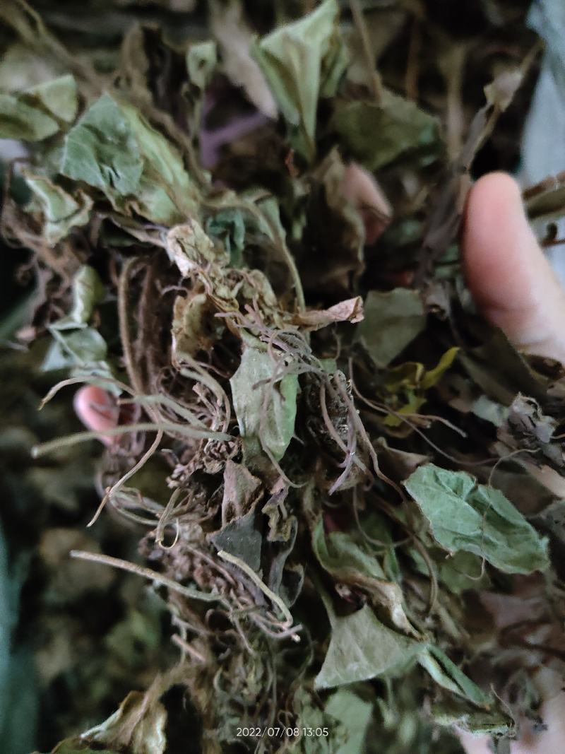 兔耳草正品中草药兔耳风整株干品无硫