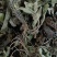 兔耳草正品中草药兔耳风整株干品无硫