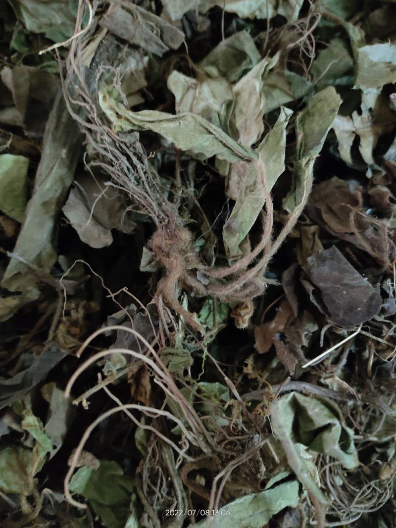 兔耳草正品中草药兔耳风整株干品无硫
