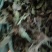 兔耳草正品中草药兔耳风整株干品无硫
