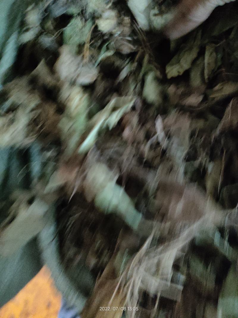 兔耳草正品中草药兔耳风整株干品无硫