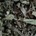 兔耳草正品中草药兔耳风整株干品无硫