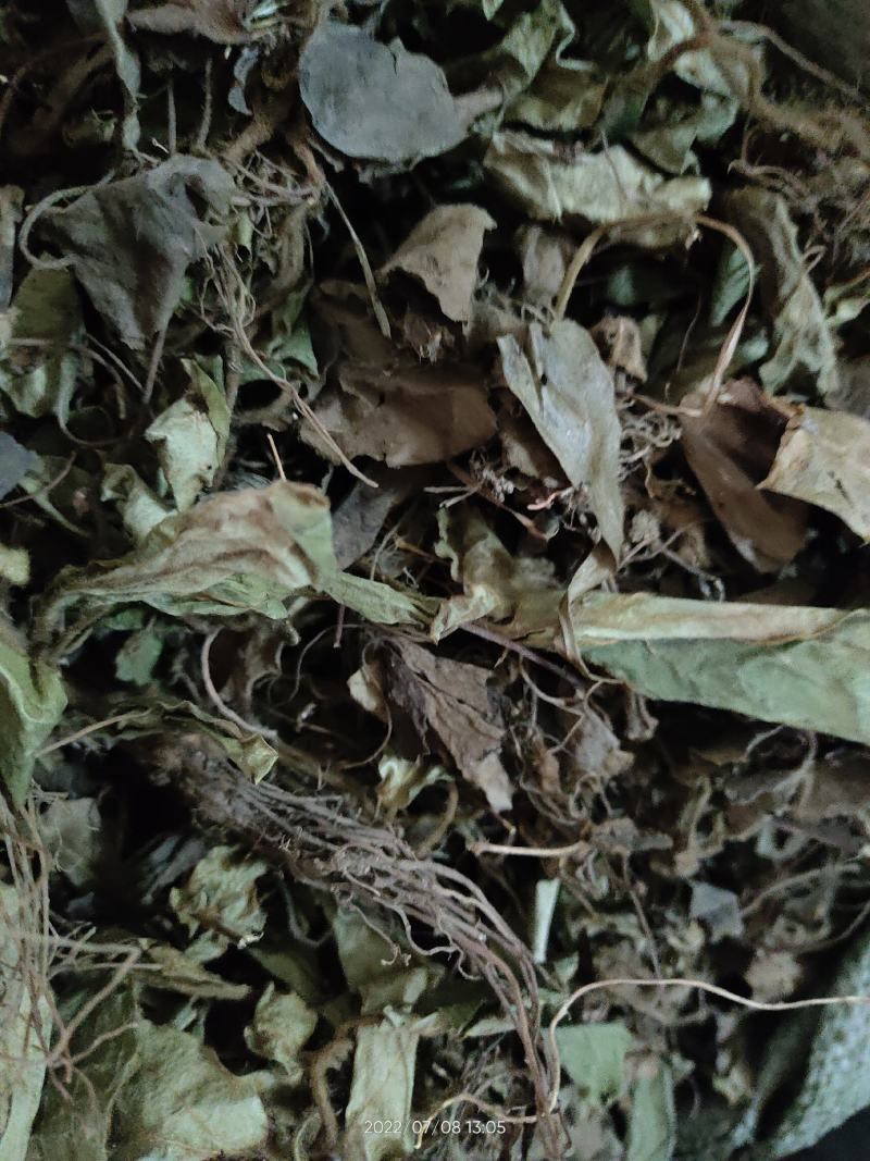 兔耳草正品中草药兔耳风整株干品无硫