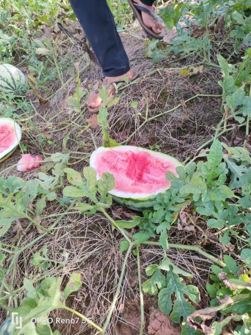 西瓜李子大量货源