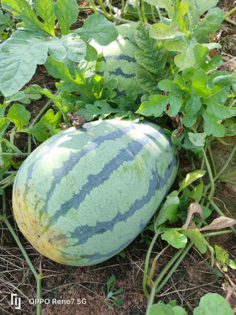 西瓜李子大量货源