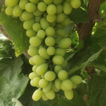 无核白葡萄8月中旬上市