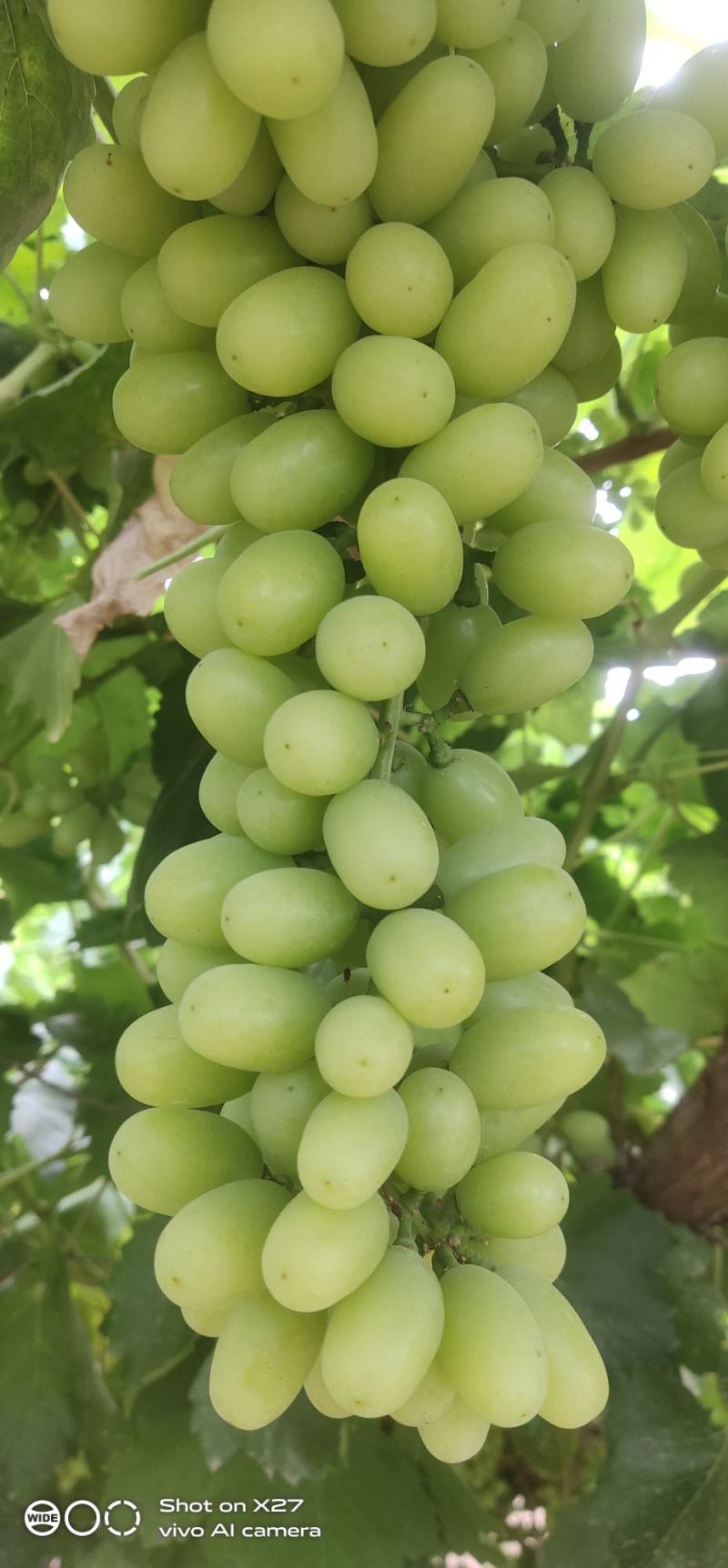 无核白葡萄8月中旬上市