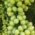 无核白葡萄8月中旬上市