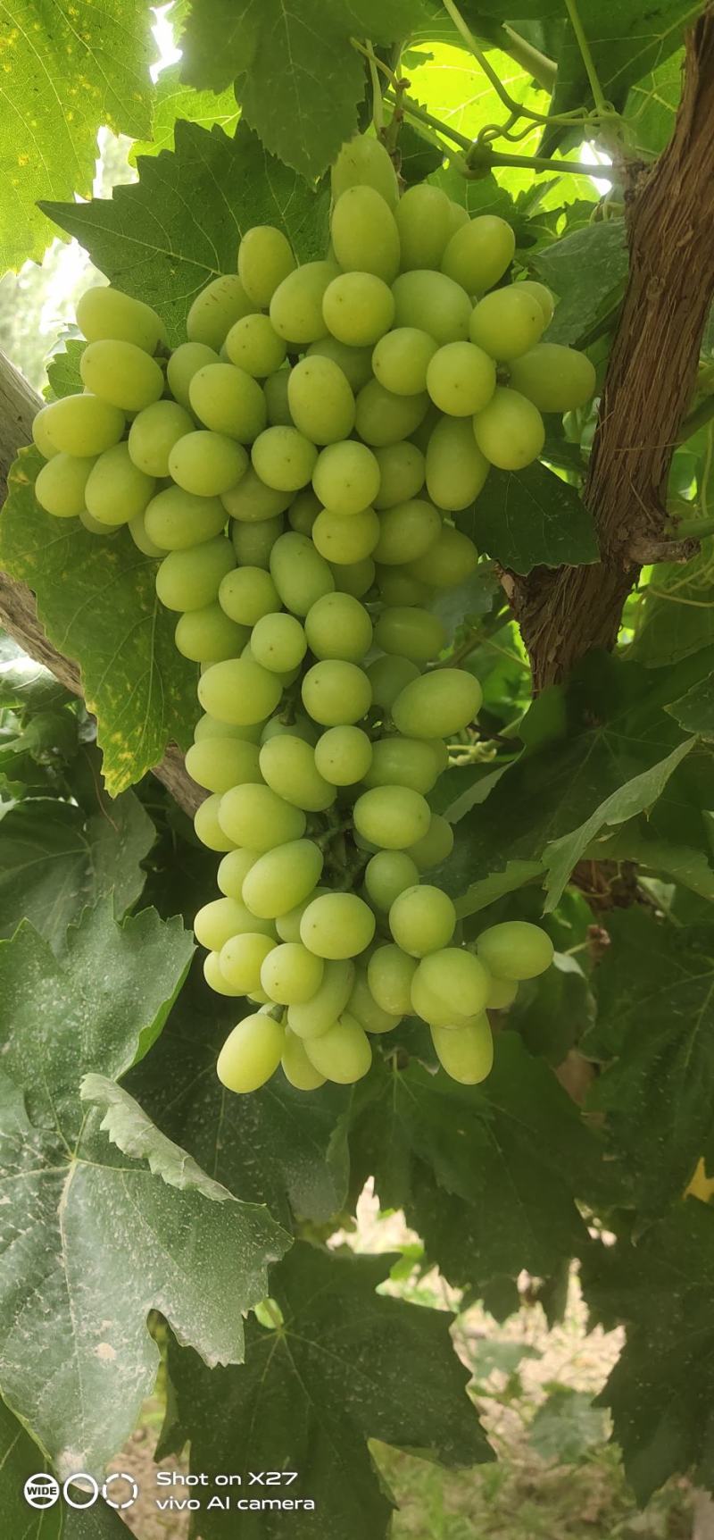 无核白葡萄8月中旬上市