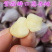 温二早大蒜种子红根蒜苗蒜蒜苔蒜产地直供货源充足