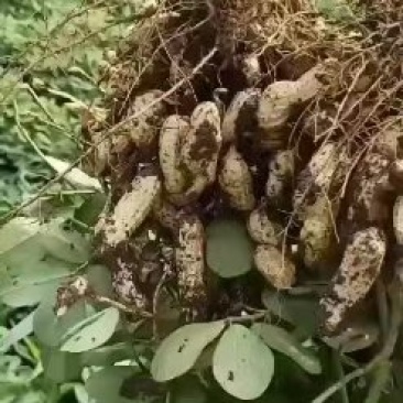 江苏徐州四粒红花生