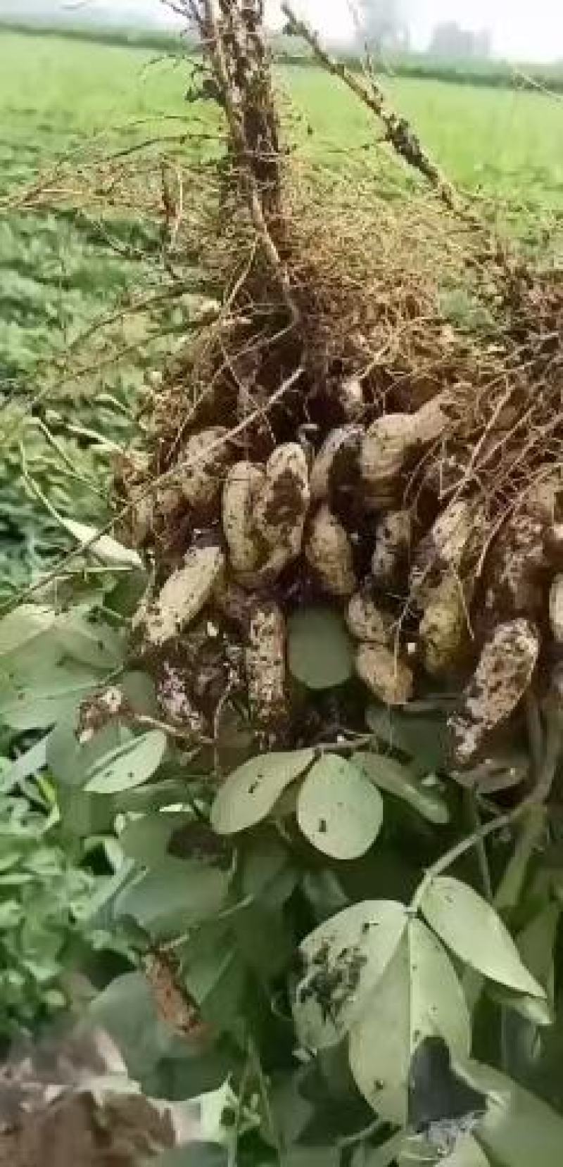 江苏徐州四粒红花生