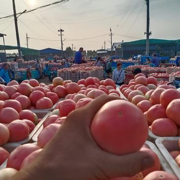 山东聊城硬粉西红柿，产地直供，代发全国欢迎订购
