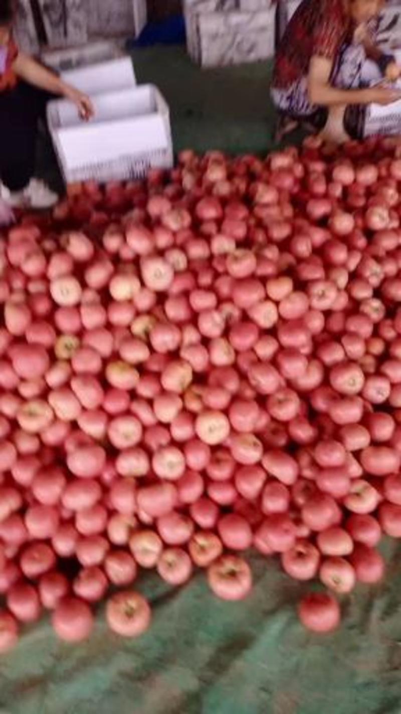 山东聊城硬粉西红柿，产地直供，代发全国欢迎订购
