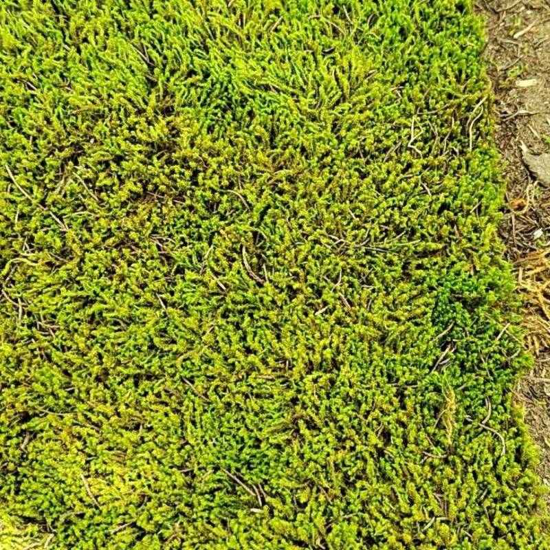 星星苔藓