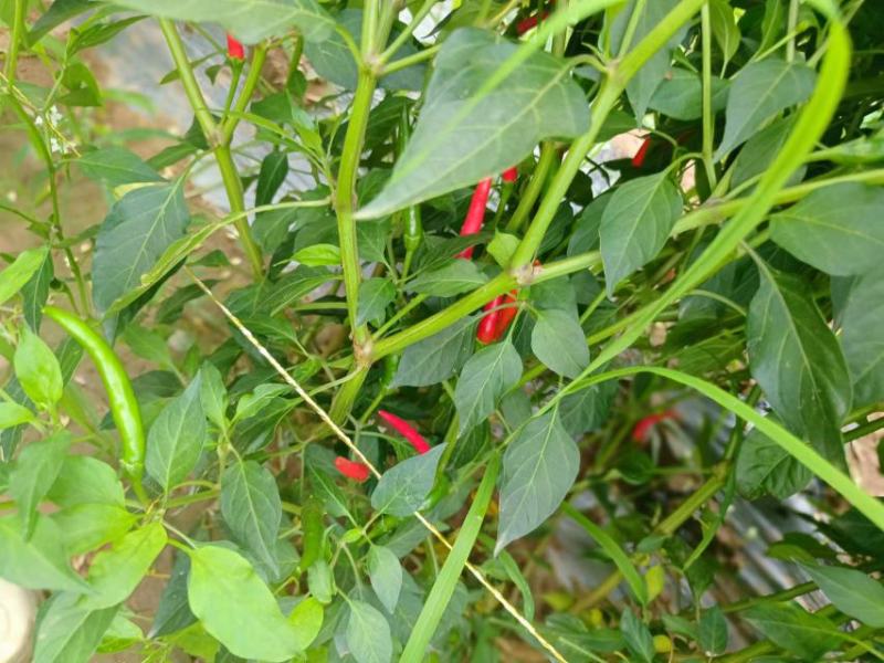 精品小米椒红辣椒现摘现发量大从优无虫眼无农药干净