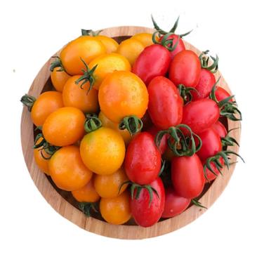 樱桃番茄苗种苗水果番茄苗，黑番茄苗石头番茄苗番茄苗