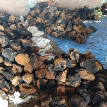 俄罗斯桦树茸，质量很好