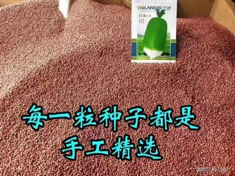 欧蓝德玉美人罐装萝卜种子791甜脆青皮绿肉秋季品种