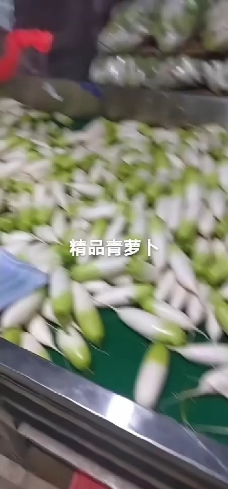 青萝卜毛货水洗都可以，提供各种规格包装，打冷等一条龙服务