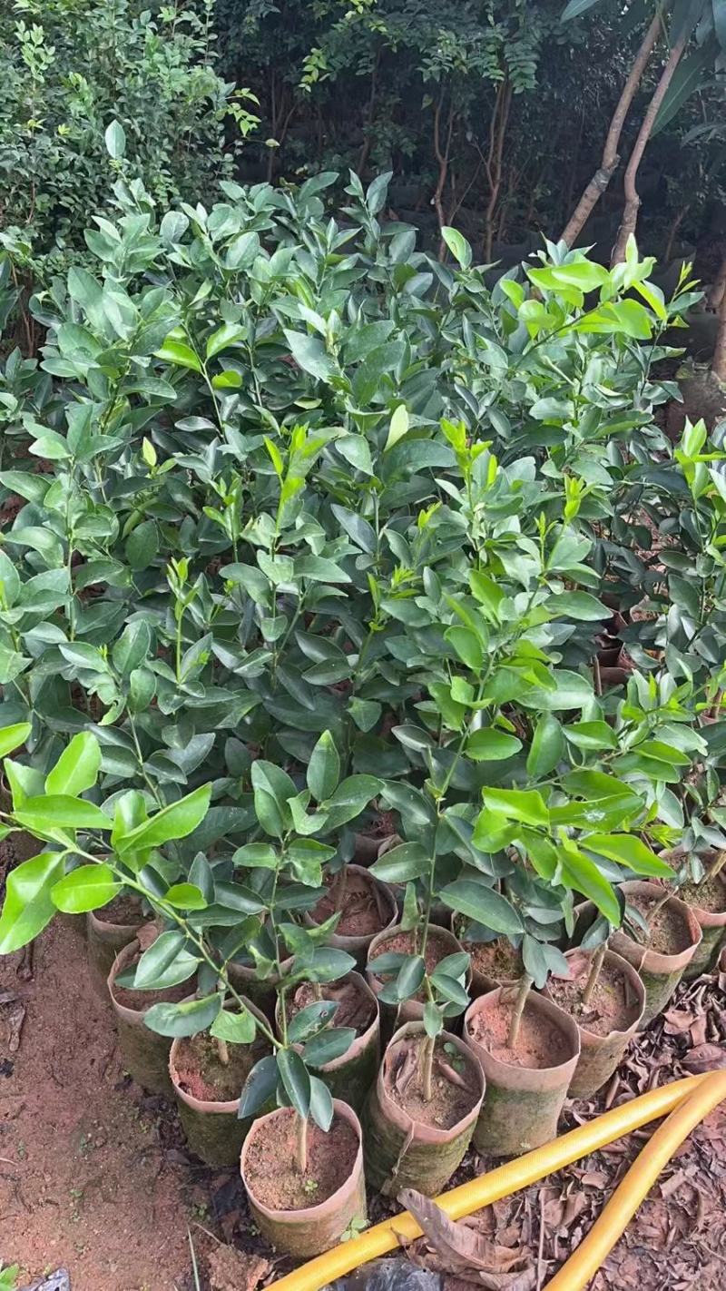 无籽青柠檬苗种植一年开结果