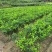 无籽青柠檬苗种植一年开结果