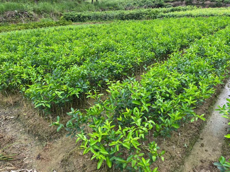 无籽青柠檬苗种植一年开结果