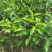 无籽青柠檬苗种植一年开结果