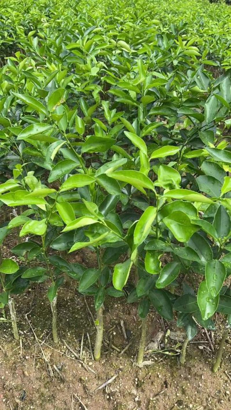 无籽青柠檬苗种植一年开结果