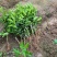 无籽青柠檬苗种植一年开结果