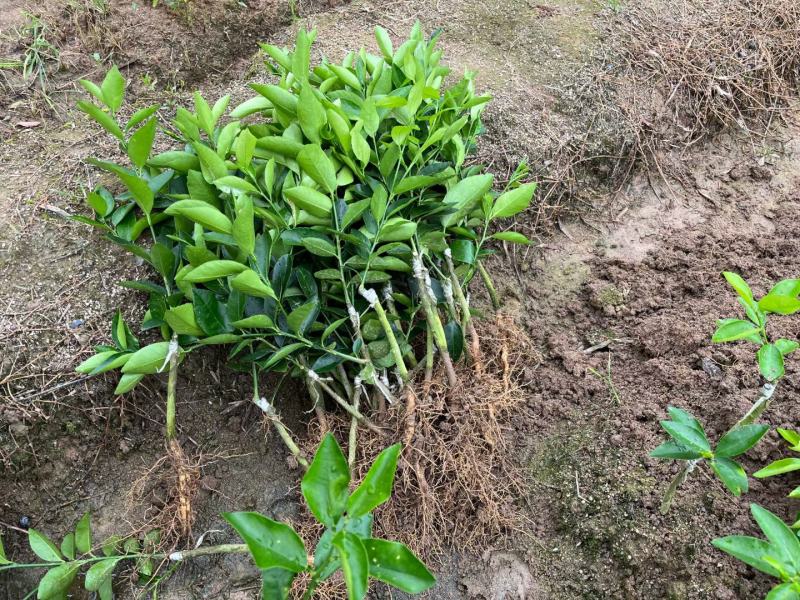 无籽青柠檬苗种植一年开结果