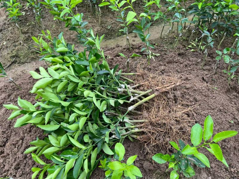 无籽青柠檬苗种植一年开结果