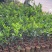 无籽青柠檬苗种植一年开结果
