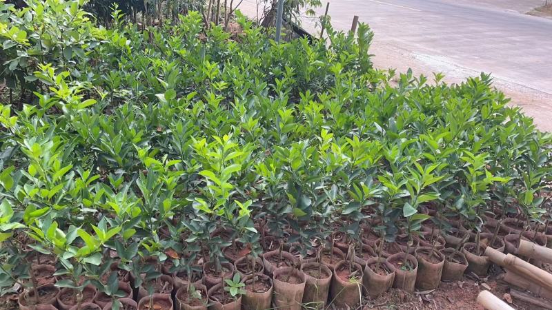 无籽青柠檬苗种植一年开结果