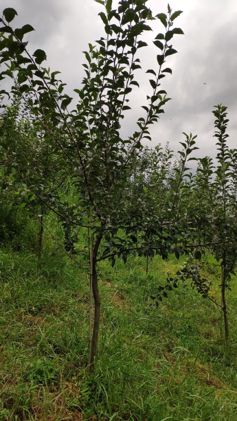 苹果树绿化，生态采摘，观光，庭院种植
