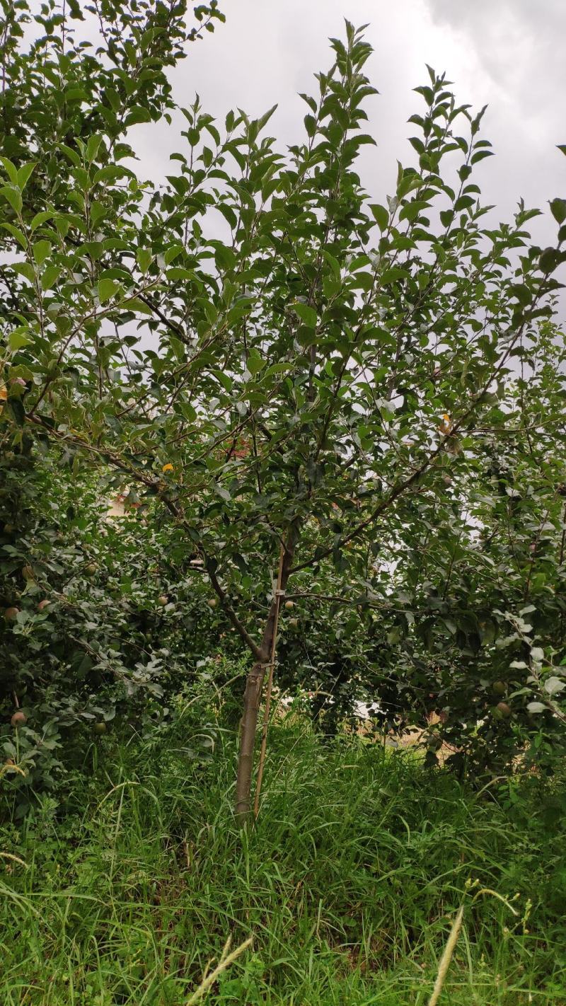 苹果树绿化，生态采摘，观光，庭院种植