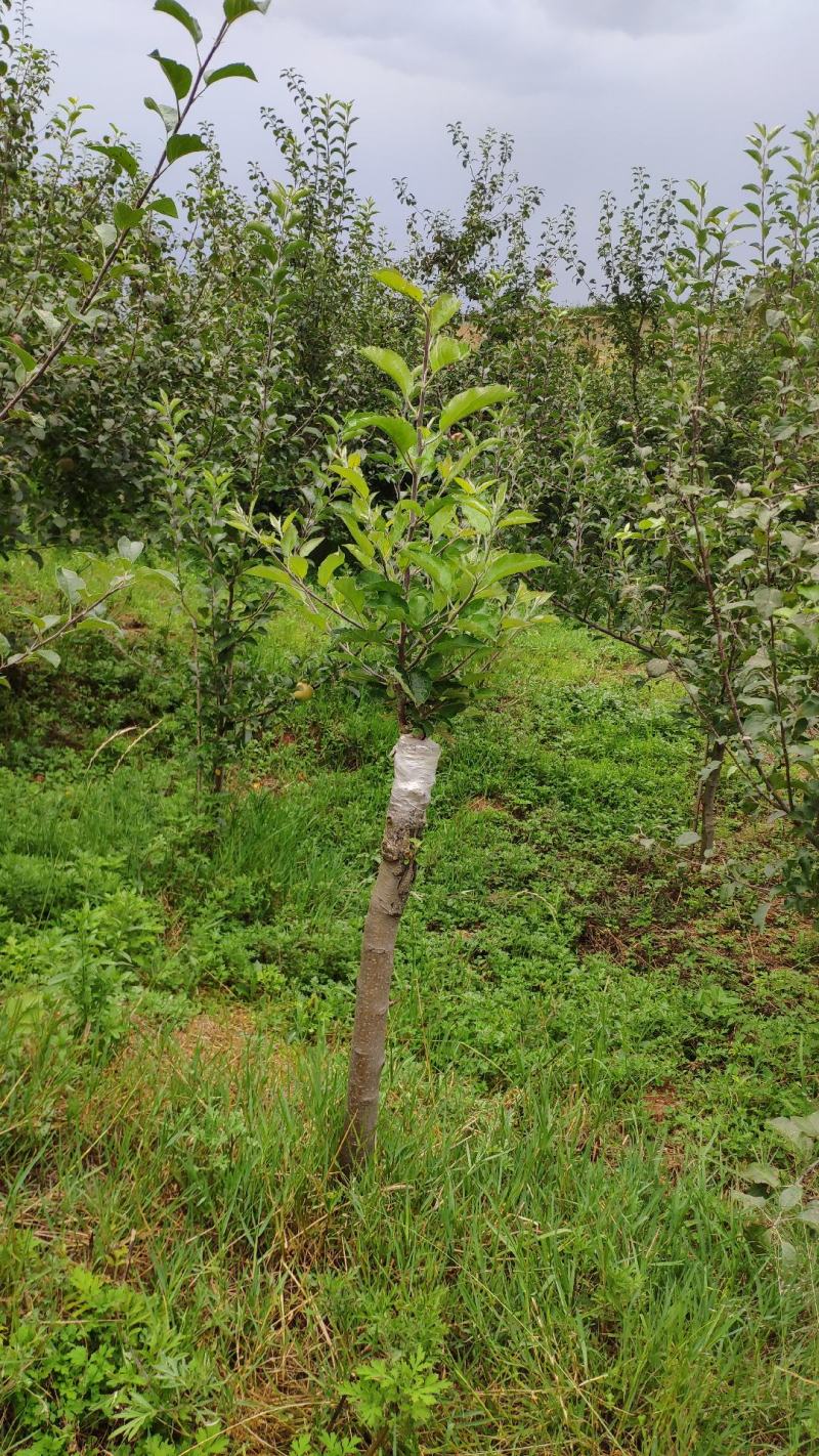 苹果树绿化，生态采摘，观光，庭院种植