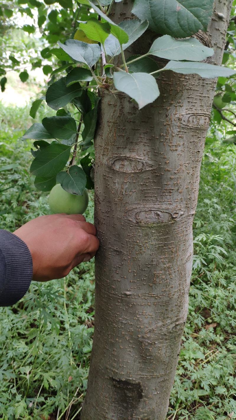 苹果树绿化，生态采摘，观光，庭院种植